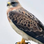 Rare hawks nest in California county after 30 years as abandoned farmland gets a new life