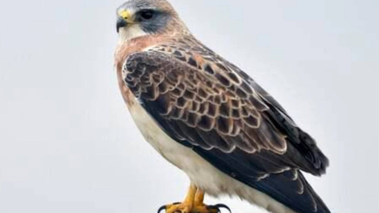 Rare hawks nest in California county after 30 years as abandoned farmland gets a new life