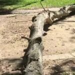 In 2020, a 30-foot dead tree limb fell on a 28-year-old physics student jogging in a Sacramento park; six years later, a jury awarded him $33.3 million after finding the city responsible