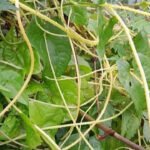 7 plants that can invade your neighbour’s garden: These fast-spreading growers can creep across boundaries, send roots beneath fences turning a beautiful backyard into an unintended gardening battleground