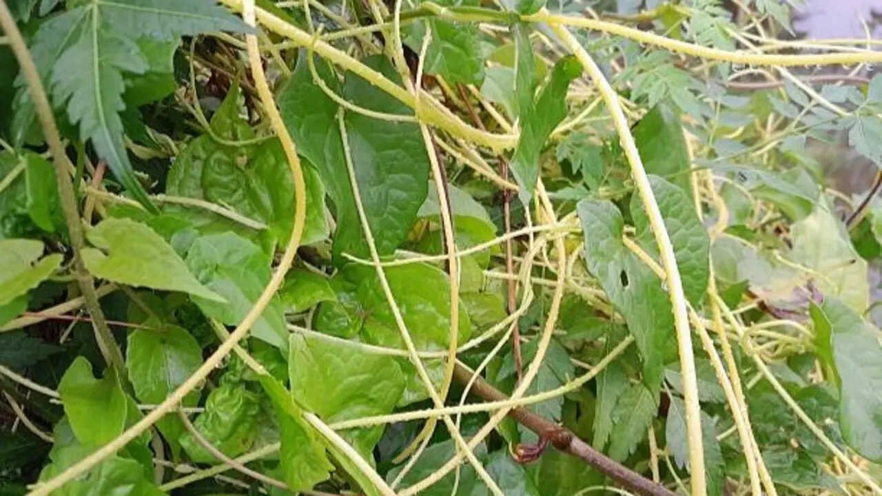 7 plants that can invade your neighbour’s garden: These fast-spreading growers can creep across boundaries, send roots beneath fences turning a beautiful backyard into an unintended gardening battleground