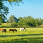 A 219-acre Florida cattle ranch facing development pressure was approved for a $20.15 million conservation easement in September 2026, allowing agriculture to continue while permanently restricting development