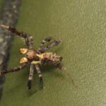 Do spiders dream? Researchers studying Australian jumping spiders have found sleep patterns resembling REM sleep, raising new questions about dream-like states in invertebrates