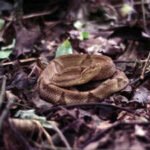 In the 1960s, scientists studying the venom of a Brazilian pit viper found a compound that lowered blood pressure, and it led to captopril, one of the first widely used blood pressure pills, approved in the US in 1981