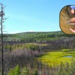 Archaeologists examining a 13,800-year-old Alaska campsite found thousands of artifacts, a hearth and traces of a possible shelter; the discovery offers rare clues about how early people lived near Beringia