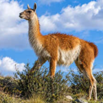 15 guanacos were taken to a remote Falklands island in the 1930s; their descendants kept their genetic diversity through two severe population crashes﻿ |
