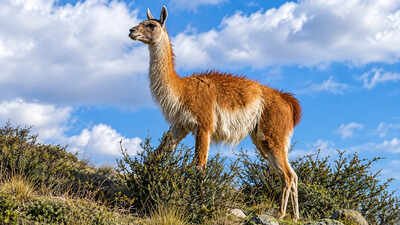 15 guanacos were taken to a remote Falklands island in the 1930s; their descendants kept their genetic diversity through two severe population crashes﻿ |