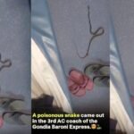 “Should we catch the snake?” Video shows poisonous snake in Gondia–Barauni Express 3AC coach; what travellers should do
