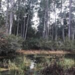 Florida approved more than $72.6 million to protect 10,770 acres across the state, including 2,700+ acres in a wildlife corridor and 4,500+ acres of working agricultural land under permanent easements