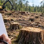 In 2022, loggers working for neighbours crossed onto a Mississippi couple's land and cut 1,299 trees; their handwritten tally helped secure a $41,920 award later upheld on appeal