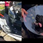 3-ft python in car, runaway pig, knife-wielding crab: 5 strange stories from US you missed