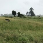 Queensland dairy farmer Libby Rough opened just four campsites after drought forced her family to sell 40 cows; by January 2022, the riverside pitches had brought in more than A$50,000