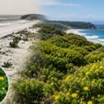 From 1946, NSW planted South African bitou bush to stabilise coastal sand dunes; decades later it had spread along 46% of the state's coastline and threatened native ecosystems
