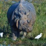 Kaziranga National Park in Assam reopens for 2026-27 season: Jeep safaris begin, elephant rides to return soon