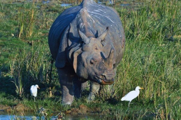 Kaziranga National Park in Assam reopens for 2026-27 season: Jeep safaris begin, elephant rides to return soon