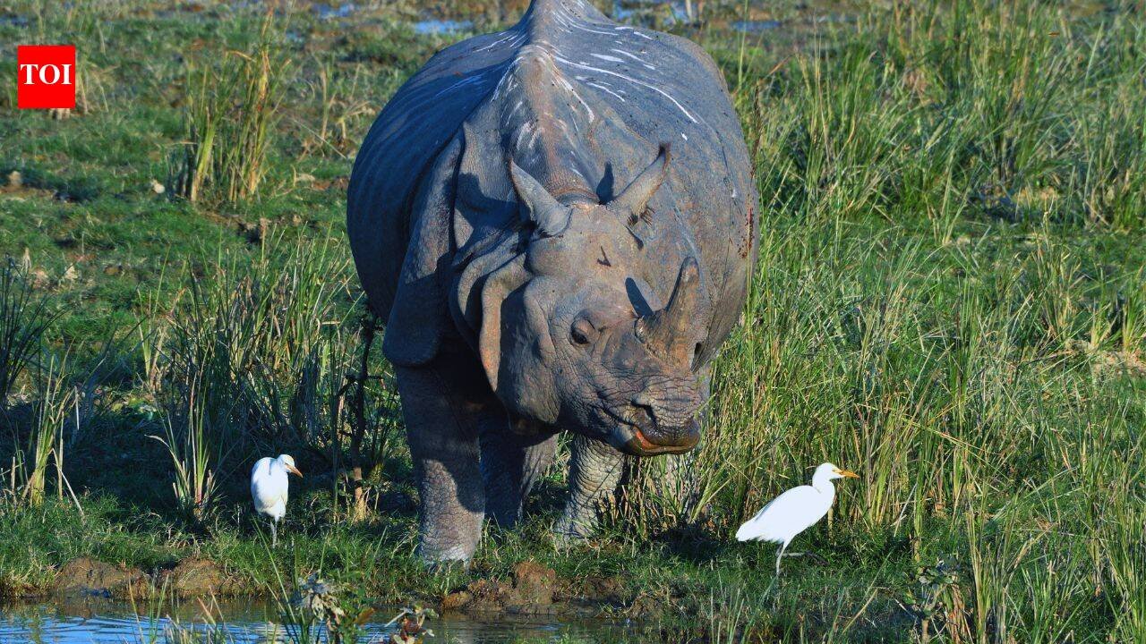 Kaziranga National Park in Assam reopens for 2026-27 season: Jeep safaris begin, elephant rides to return soon