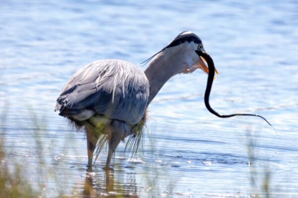 5 birds that hunt down venomous snakes for lunch