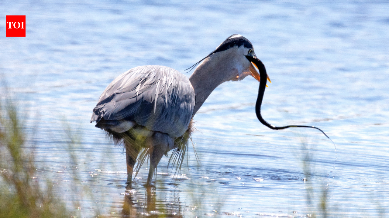 5 birds that hunt down venomous snakes for lunch