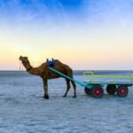 This white-sand desert in India turns silver under the moon: Why winter is the best time to experience it's beauty