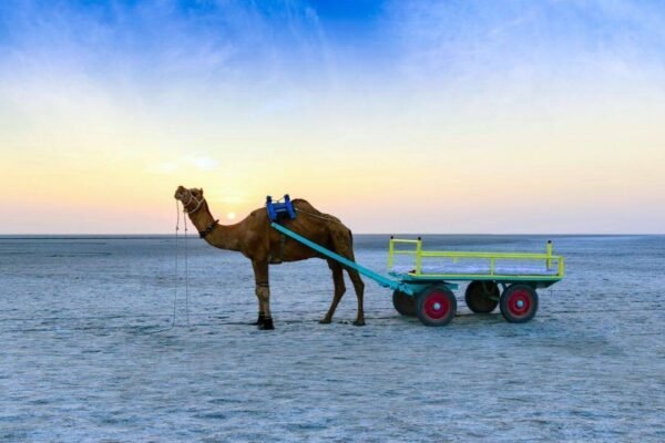 This white-sand desert in India turns silver under the moon: Why winter is the best time to experience it's beauty