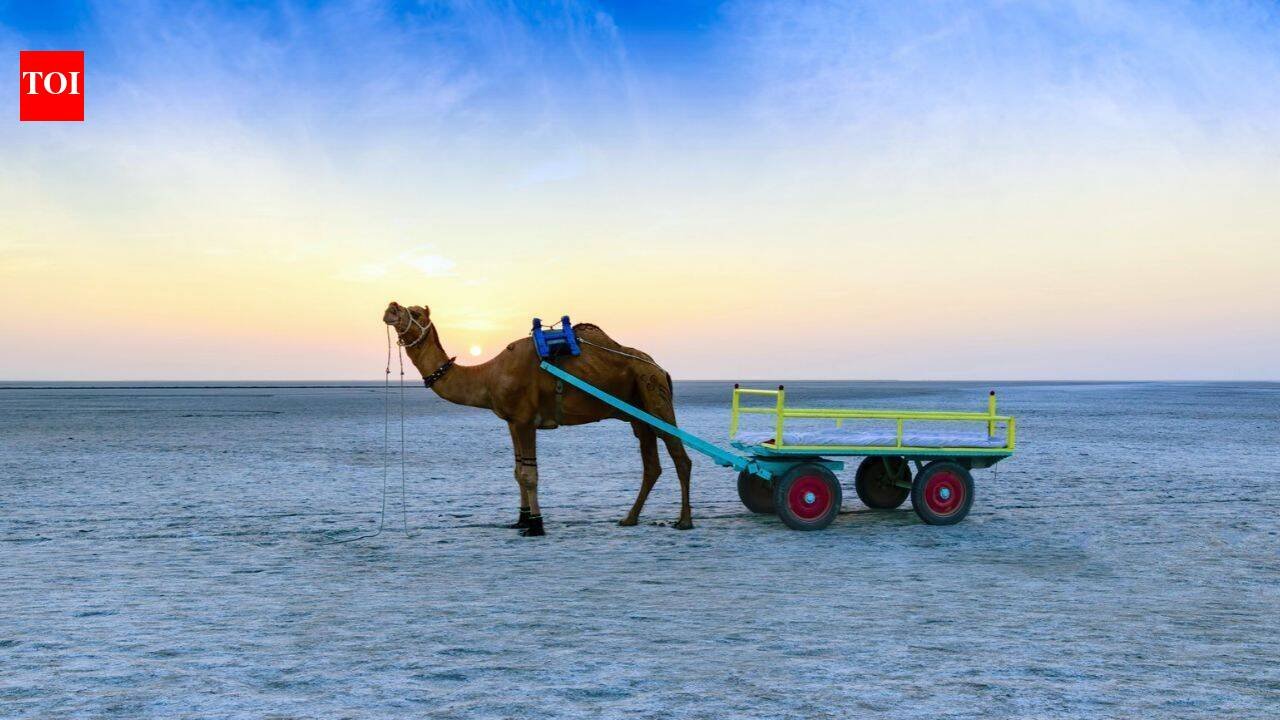 This white-sand desert in India turns silver under the moon: Why winter is the best time to experience it's beauty