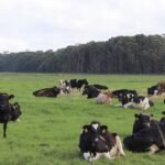 A billionaire who bought Tasmania’s Woolnorth dairy for A$280 million in 2016 has won a tax reversal: a full court overturned the case that had left his companies facing A$23.4 million including penalties and interest