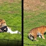 Man eaten alive after entering Amur tiger enclosure at England’s Yorkshire Wildlife Park identified; police urge public not to share videos