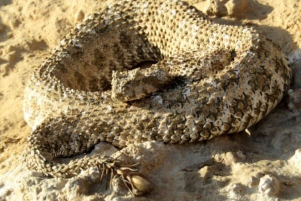 7 of the world’s strangest-looking snakes, from horned vipers to dragon snakes
