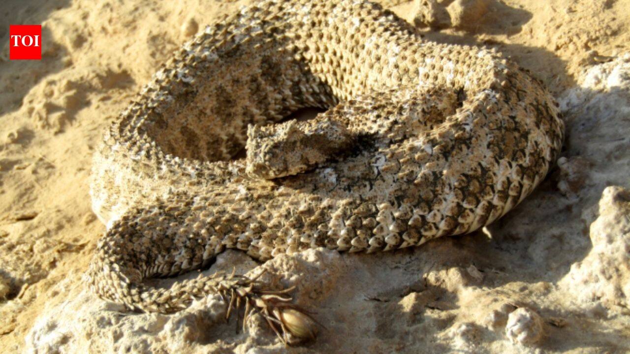 7 of the world’s strangest-looking snakes, from horned vipers to dragon snakes