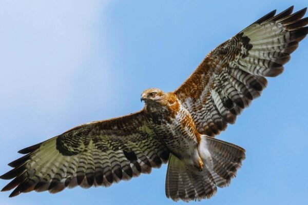 A conservation programme in Nagaland has involved former hunters in protecting migrating Amur falcons around Doyang Reservoir, turning local knowledge and community participation into tools for bird conservation
