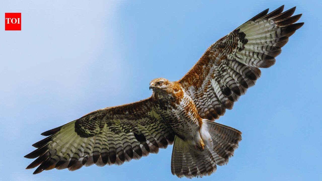 A conservation programme in Nagaland has involved former hunters in protecting migrating Amur falcons around Doyang Reservoir, turning local knowledge and community participation into tools for bird conservation