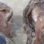 Python Swallowing Prey: Python swallows a Nilgai calf and then does the unexpected: Shocking video goes viral; watch what the giant snake did during the rescue
