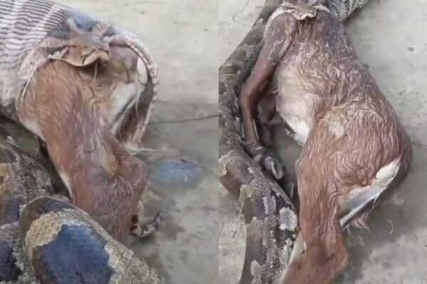 Python Swallowing Prey: Python swallows a Nilgai calf and then does the unexpected: Shocking video goes viral; watch what the giant snake did during the rescue