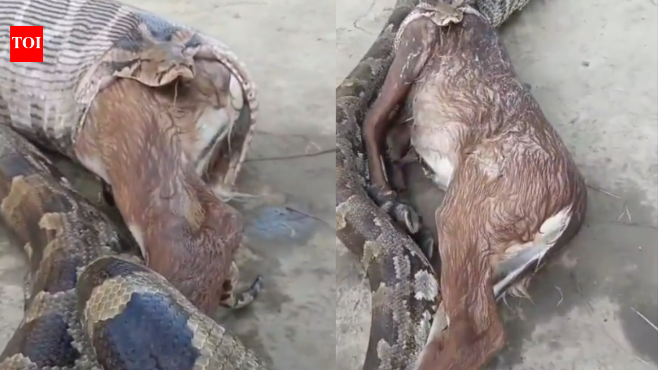 Python Swallowing Prey: Python swallows a Nilgai calf and then does the unexpected: Shocking video goes viral; watch what the giant snake did during the rescue