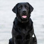 A Scottish Labrador once trained for mountain rescue learned to sniff out an invasive marine creature called ‘sea vomit’; after finding hundreds of colonies, Sgiath was named Animal of the Year