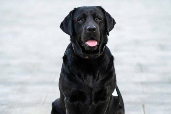 A Scottish Labrador once trained for mountain rescue learned to sniff out an invasive marine creature called ‘sea vomit’; after finding hundreds of colonies, Sgiath was named Animal of the Year
