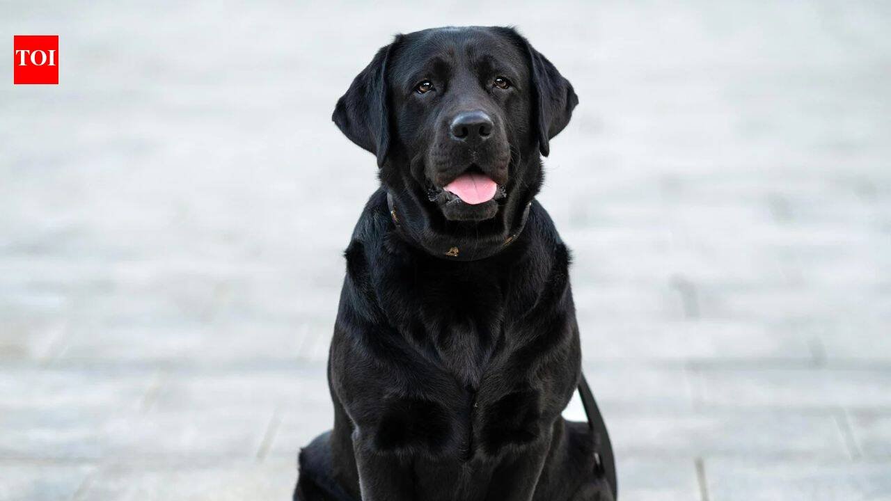 A Scottish Labrador once trained for mountain rescue learned to sniff out an invasive marine creature called ‘sea vomit’; after finding hundreds of colonies, Sgiath was named Animal of the Year