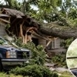 Georgia renter warned his landlord about an 80-year-old tree next door after branches hit his home and truck; when it later crushed the house and left him paralysed, an appeals court revived his claims