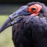 Hornbill with a broken beak gets 3D-printed replacement in world-first procedure