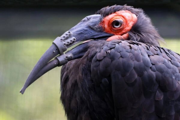 Hornbill with a broken beak gets 3D-printed replacement in world-first procedure