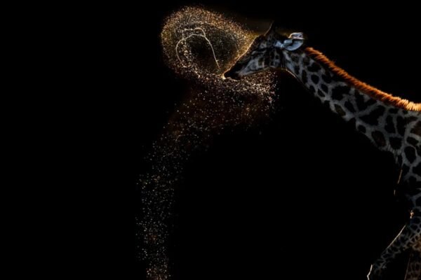 72-year old Vaidehi Chandrasekar won gold at the 2026 World Nature Photography Award for clicking a giraffe expelling a perfect arc of water after drinking in Botswana