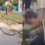 Mahoba Health Centre: Six-foot snake spotted near lab at Mahoba health centre, triggers panic among patients