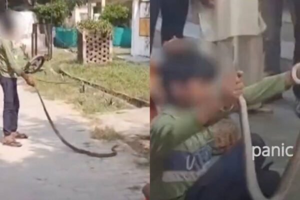Mahoba Health Centre: Six-foot snake spotted near lab at Mahoba health centre, triggers panic among patients