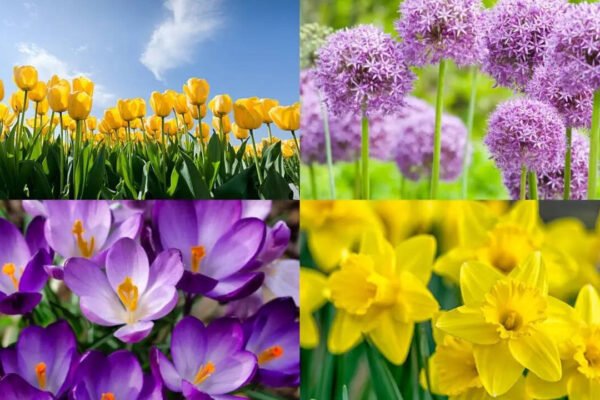 5 Bulbs to plant in October for a beautiful spring garden filled with colourful blooms