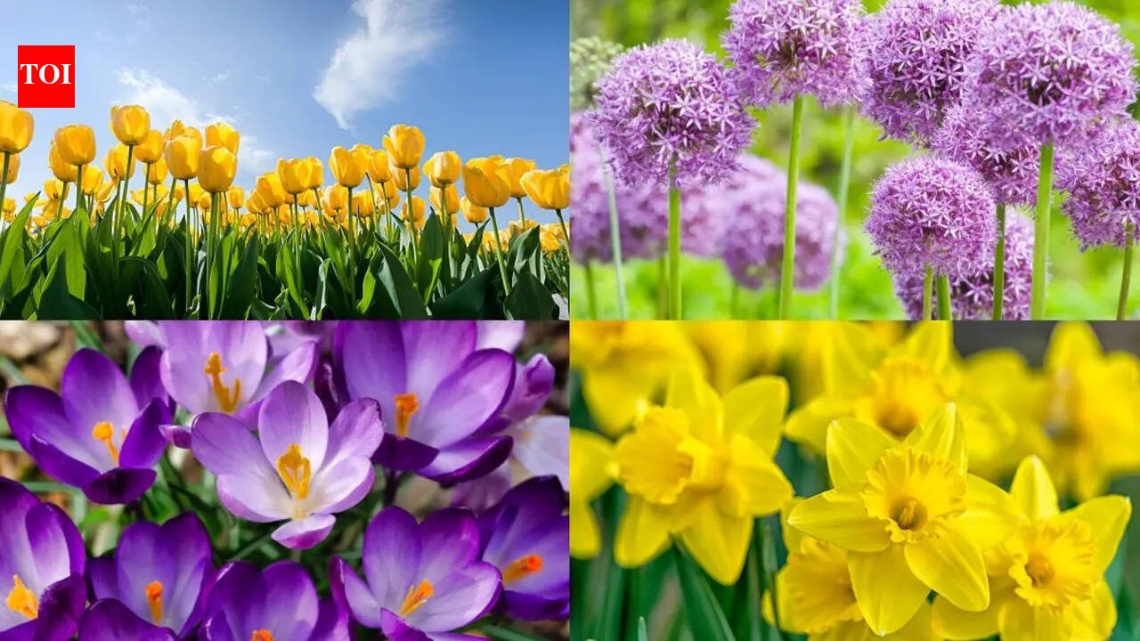 5 Bulbs to plant in October for a beautiful spring garden filled with colourful blooms