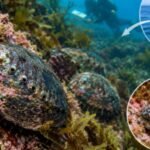 In 2023, California scientists moved 246 endangered black abalone to a protected coastline; three years later, site counts rose from 54 to 302, density hit 1 per sq metre and juveniles appeared
