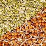 How to sprout moong and chana in winter when low temperatures slow germination
