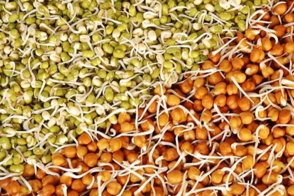 How to sprout moong and chana in winter when low temperatures slow germination