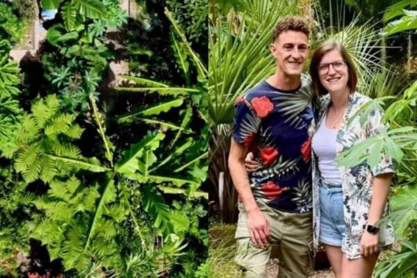 Newport couple started with a banana tree in their backyard; it grew into a tropical jungle with exotic flowers, spiky foliage and poisonous plants: The garden, inspired by their travels, has become so wild that their son now gives friends a “danger tour” of its plants |