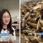 Video: Student makes chocolate ice cream using crickets; internet reacts: ‘I'm never eating chocolates again’